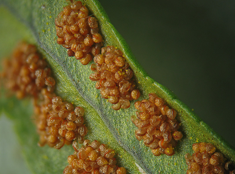 Polypodium vulgare / Polipodio comune